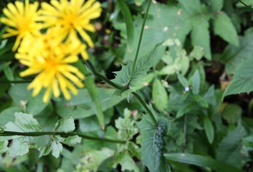Crepis paludosa (L.) Moench ?<br/>Munții Retezat, Valea Lăpușnicul Mare, 18 Jul 2009 © Adrian Schlesinger - public domain (<a href=https://creativecommons.org/publicdomain/zero/1.0/ target=_blank>CC0 1.0</a>)
